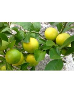 Baramasi Kagzi Lemon Plant