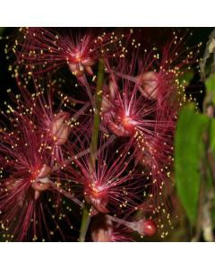 Barringtonia Acutangula Plant, Freshwater Mangrove Plant