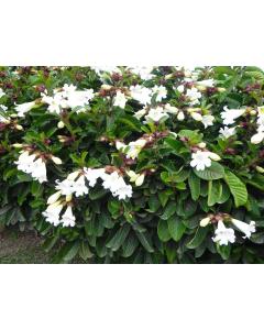Beaumontia Grandiflora , Easter Lily Vine Plant