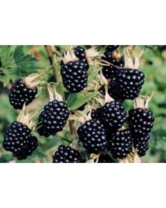Blackberry Fruit Plant (Rubus fruticosus)
