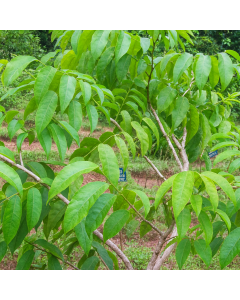 Buy Boswellia Serrata Plant, Frankincense Plant For Sale With Free Shipping