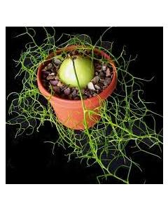 Buy Bowiea volubilis , Climbing Onion - One Bulb