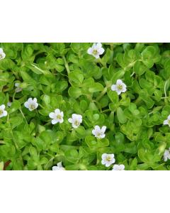 Buy Neer Brahmi Plant ( Bacopa Monnieri )