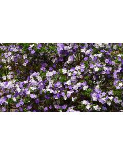 Buy Brunfelsia Pauciflora And Rosa Bankansea Plant Combo