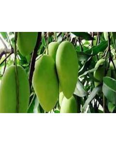 Buy Dasheri Mango Fruit Plant