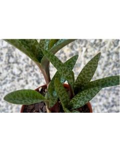 Buy Leopard Lily Plant , Silver Squill ( Ledebouria Socialis )