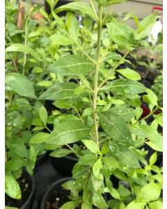 Buy Lawsonia Inermis ( Mehendi Plant )