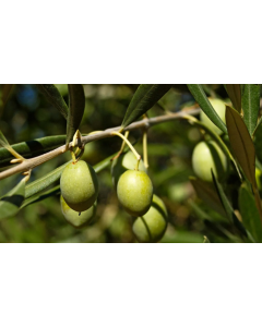 Buy Olive Plant ( Jaitun ) Online