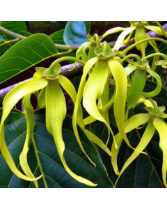 Cananga Odorata ,Ylang Ylang Plant