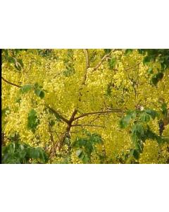 Cassia Fistula Plant , Golden Shower Tree , Amaltas Plant In India