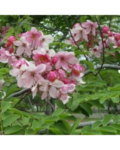 Cassia Javanica Tree, Pink Shower Tree Plant