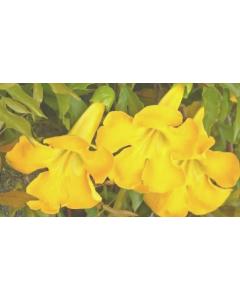 Dolichandra Unguis Cati ( Cats Claw Plant )
