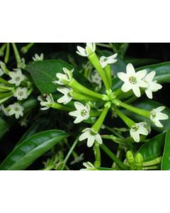 Buy Cestrum Nocturnum , Raat Ki Rani Plant 