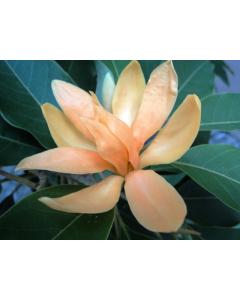 Buy Magnolia Fuskata Plant , Small Champa Plant 