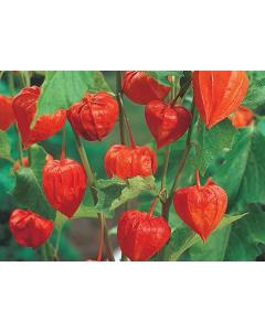 Chinese Lantern ( Physalis Alkekengi ) Plant