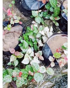 Ficus Pumila Variegated , Creeping Fig ( Variegated Chipkali Bel ) Plant