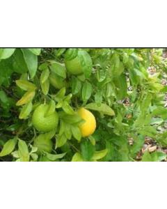 Citrus Limetta , Mosambi, Sweet Lime Plant