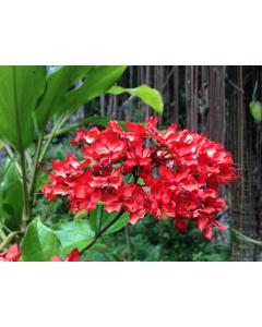 Buy Clerodendrum Splendens, Flaming Glorybower Plant 