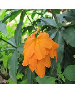 Crossandra Undulaefolia Plant, Soundarya Plant 