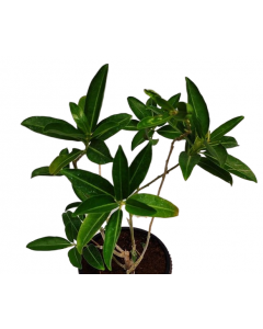 Buy Cestrum Diurnum , Din Ka Raja Plant 
