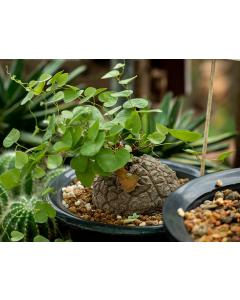  Dioscorea Elephantipes, Turtle Shell - 5 Seeds Pack