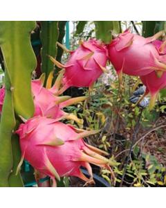 Buy Dragon Fruit Plant ( Selenicereus Undatus )