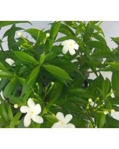 Tabernaemontana divaricata 'Dwarf' , Dward Chandni Plant