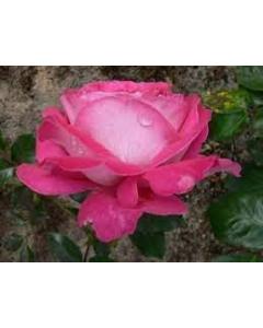 Pink Creeper Rose (  Baronne De Rothschild )