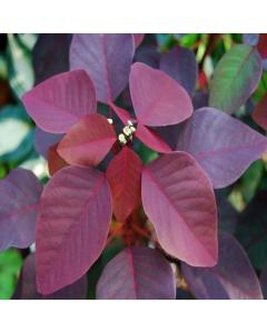  Euphorbia Cotinifolia , Red Spurge Plant 