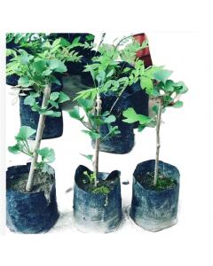 Ginkgo Biloba ( Maidenhair Tree ) Plant  