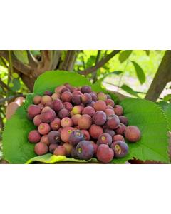 Grewia Asiatica ( Phalsa Tree ) - 50 Seeds Pack