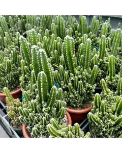 Acanthocereus tetragonus ( Fairy Castle Cactus )