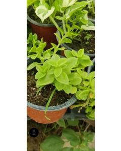 Aptenia cordifolia (Heart Leaf Ice Plant)