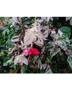 Hibiscus Rosa-Sinensis Variegata Plant