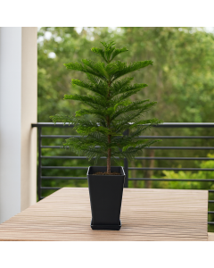 Buy Araucaria Cunninghamii, Hoop Pine Plant 