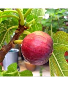Israel Fig  (Anjeer ) Honey Fig Plant