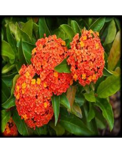 Buy Ixora Coccinea , Jungle Geranium Plant 