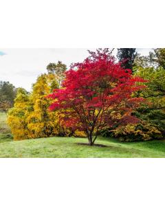 Buy Japanese Maple ( Acer Palmatum ) Plant 