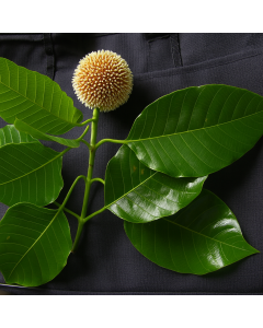 Anthocephalus Cadamba Seeds , Kadam Tree - 50 Seeds
