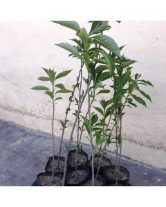 Buy Adansonia Digitata Plant, ( Kalpvriksha Tree ) Baobab Plant 