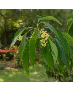 Buy Cinnamomum Camphora, Kapur Plant 
