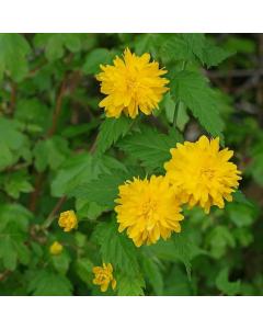 Buy Kerria Japonica  (Japanese rose,  Ying Yang ) Plant