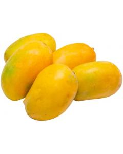  Kesar Mango Fruit Plant Grafted
