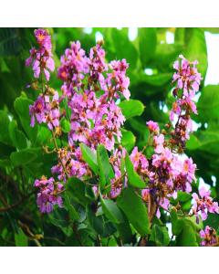 Lagerstroemia Speciosa , Pride Of India Plant 