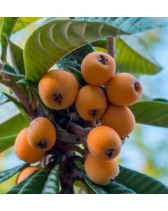 Eriobotrya Japonica , Loquat Fruit Plant