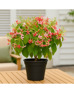 Buy Combretum Indicum Plant, Madhu Malti Plant 