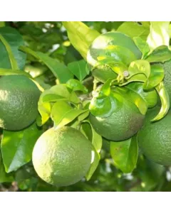 Citrus Limetta , Mosambi, Sweet Lime Plant