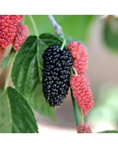 Morus Nigra , Shahtoot Mulberry Plant