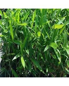 Bambusa Nana ( Nana Bamboo ) Plant