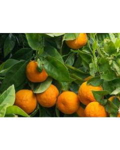 Narangi Plant ( Citrus Reticulata )